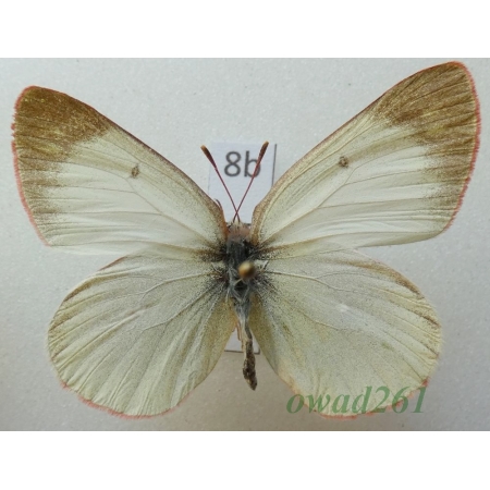 Colias philodice philodice Godart, 1819 female Canada8b